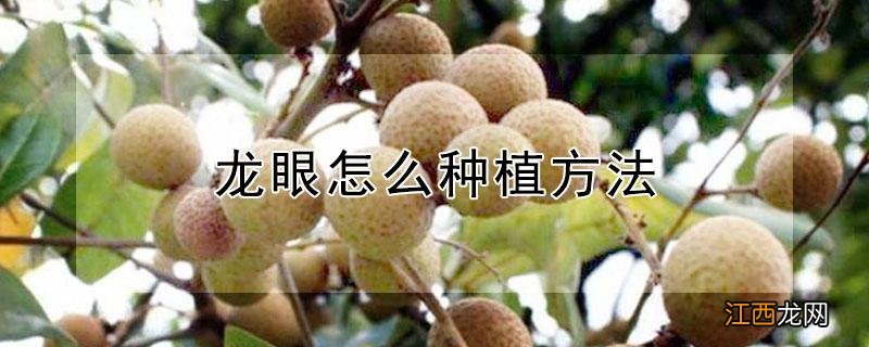 龙眼怎么种植方法