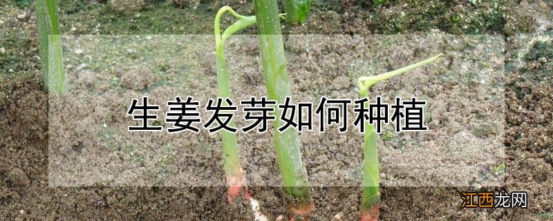 生姜发芽如何种植