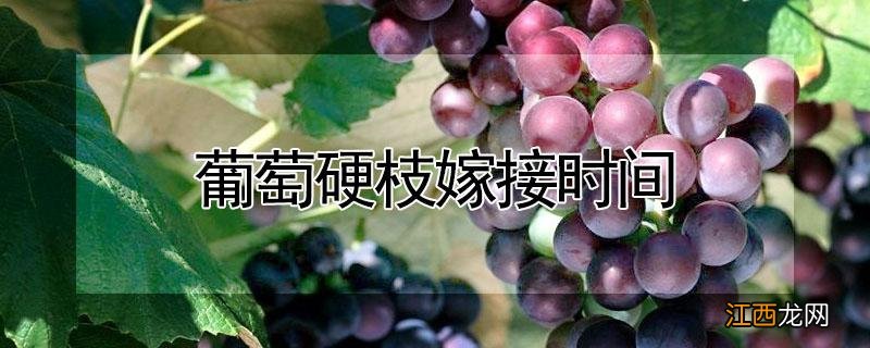 葡萄硬枝嫁接时间