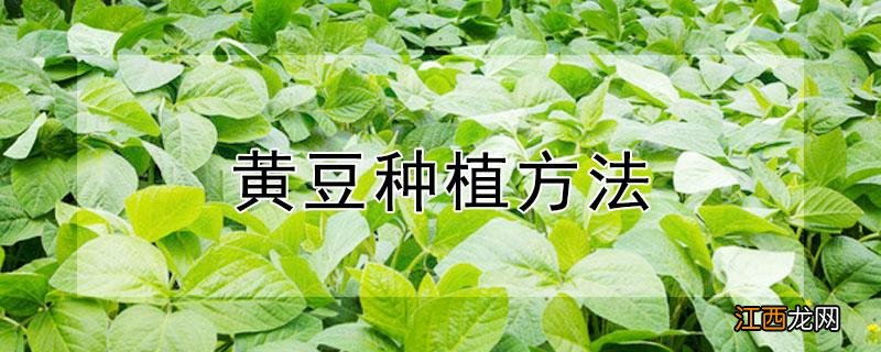 黄豆种植方法