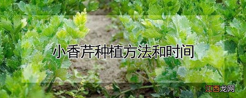 小香芹种植方法和时间