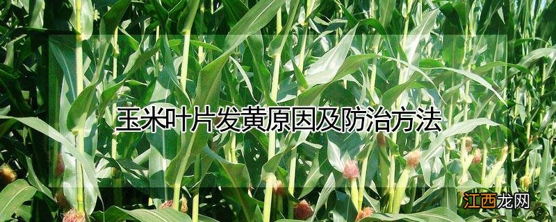 玉米叶片发黄原因及防治方法