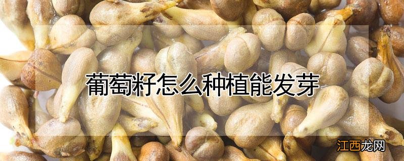 葡萄籽怎么种植能发芽