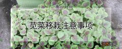 苋菜移栽注意事项