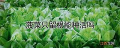 菠菜只留根能种活吗