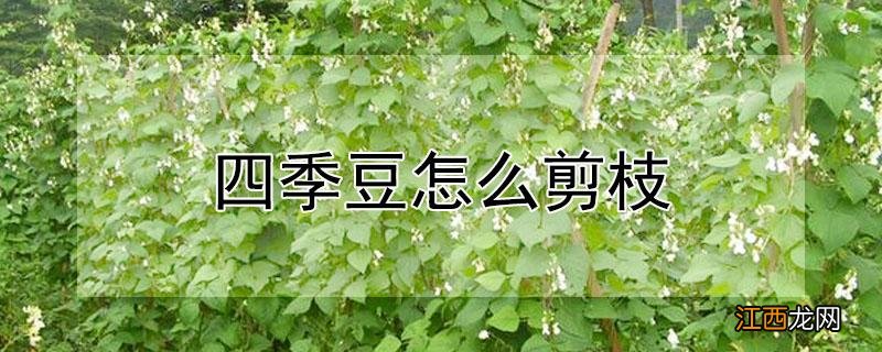 四季豆怎么剪枝