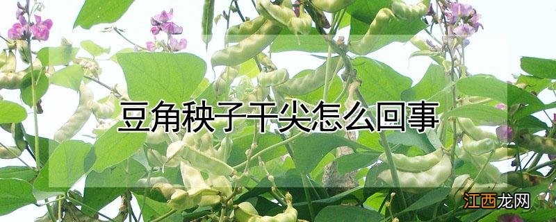 豆角秧子干尖怎么回事