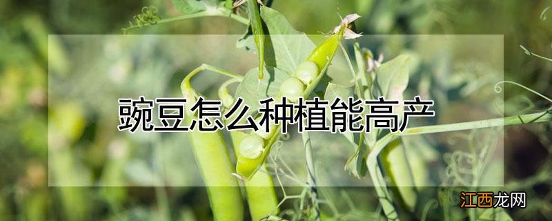 豌豆怎么种植能高产