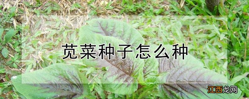 苋菜种子怎么种