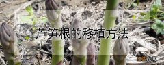 芦笋根的移植方法