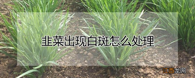 韭菜出现白斑怎么处理