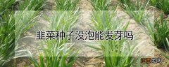 韭菜种子没泡能发芽吗