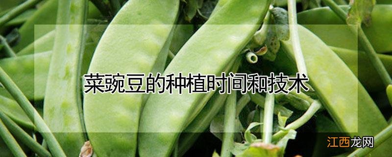 菜豌豆的种植时间和技术