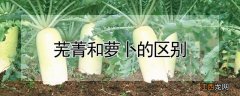 芜菁和萝卜的区别