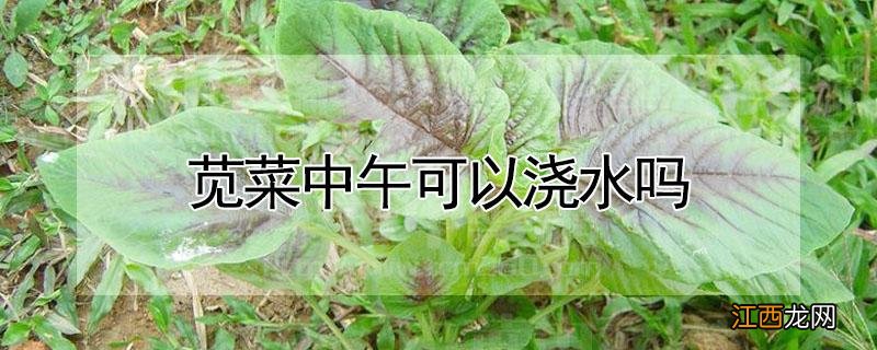 苋菜中午可以浇水吗