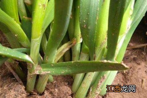 韭菜从根到叶子发黄咋办