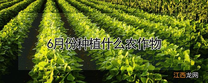 6月份种植什么农作物