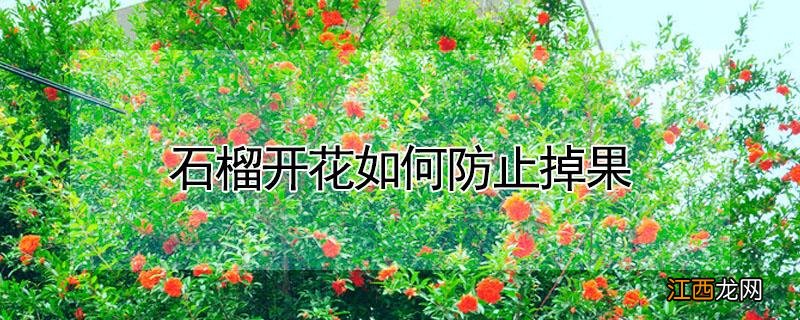 石榴开花如何防止掉果