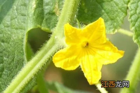 黄瓜开花期如何管理
