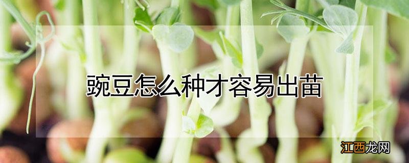 豌豆怎么种才容易出苗