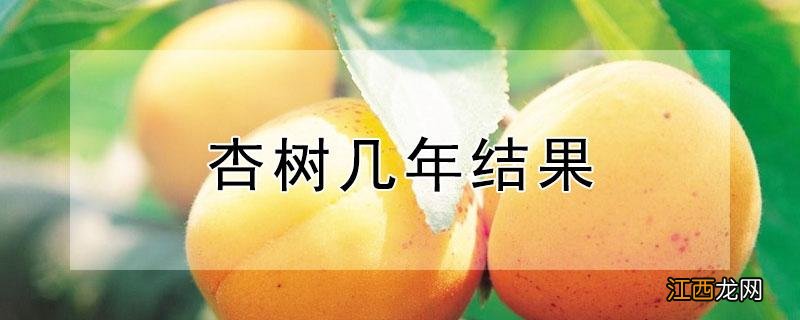 杏树几年结果