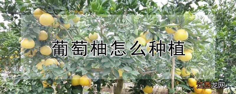 葡萄柚怎么种植