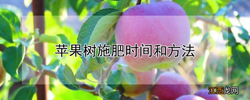 苹果树施肥时间和方法