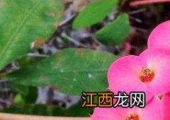 虎刺梅如何养殖的 虎刺梅如何养殖