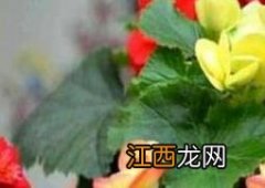 玻璃海棠花的养殖方法和注意事项有哪些