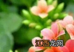 长寿花的养殖方法和注意事项有哪些视频 长寿花的养殖方法和注意事项有哪些