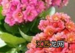 长寿花如何养 长寿花如何养成老桩