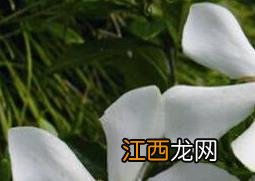 栀子花养殖方法和注意事项浇水 栀子花养殖方法