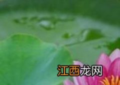 荷花与莲花有什么区别 荷花与莲花有什么区别?叶子都是什么形状的?