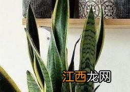 虎皮兰的养殖方法和注意事项 虎皮兰的养殖方法