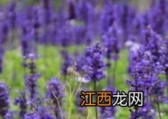 薰衣草花用途 薰衣草花如何用