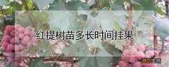 红提树苗多长时间挂果