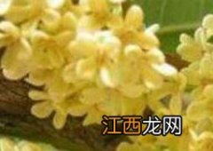 新鲜桂花怎么做干桂花茶 新鲜桂花怎么做干桂花