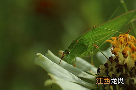 奶粉配方中的糖怎么看