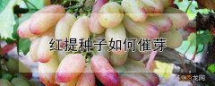 红提种子如何催芽