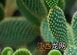 仙人掌外敷的作用与功效图片 仙人掌外敷的作用与功效