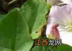 打碗花的药用价值 打碗花的药用价值是什么