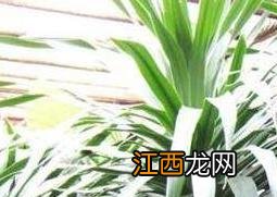 龙血花怎么养殖方法 龙血花怎么养殖