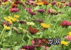 元芙菊泡水喝的功效与作用 元芙菊泡水喝的功效与作用禁忌