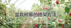 盆栽树莓的搭架方法