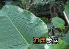 大野芋和海芋的区别 大野芋和海芋的区别在哪