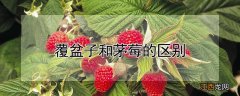 覆盆子和茅莓的区别