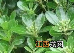 七叶莲怎么种植盆栽 七叶莲怎么种