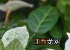 花叶络石的养殖方法和注意事项 花叶络石的养殖方法和注意事项 盆栽