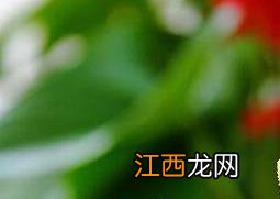 红掌的养殖方法和注意事项视频 红掌的养殖方法