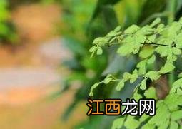 铁线蕨如何养殖视频 铁线蕨如何养殖